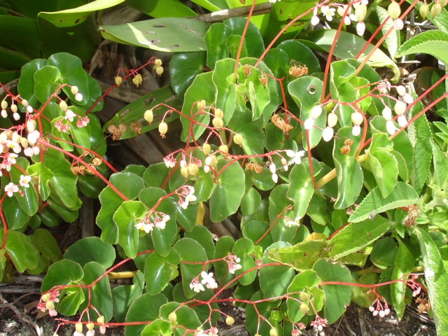 B. lossiae